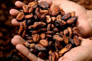 Healthy chocolate tips